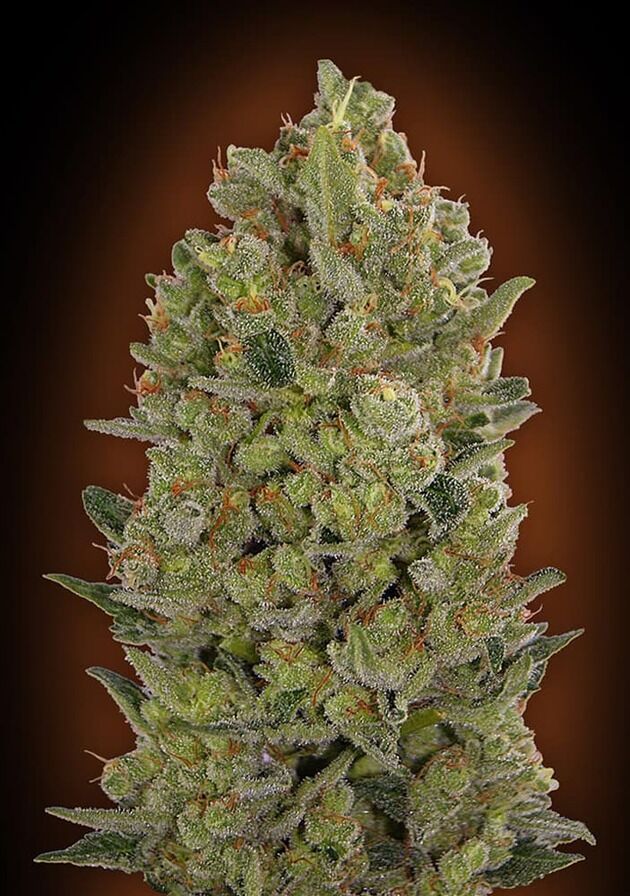 00 Cheese feminised cannabis seeds by 00 Seeds for indoor and outdoor